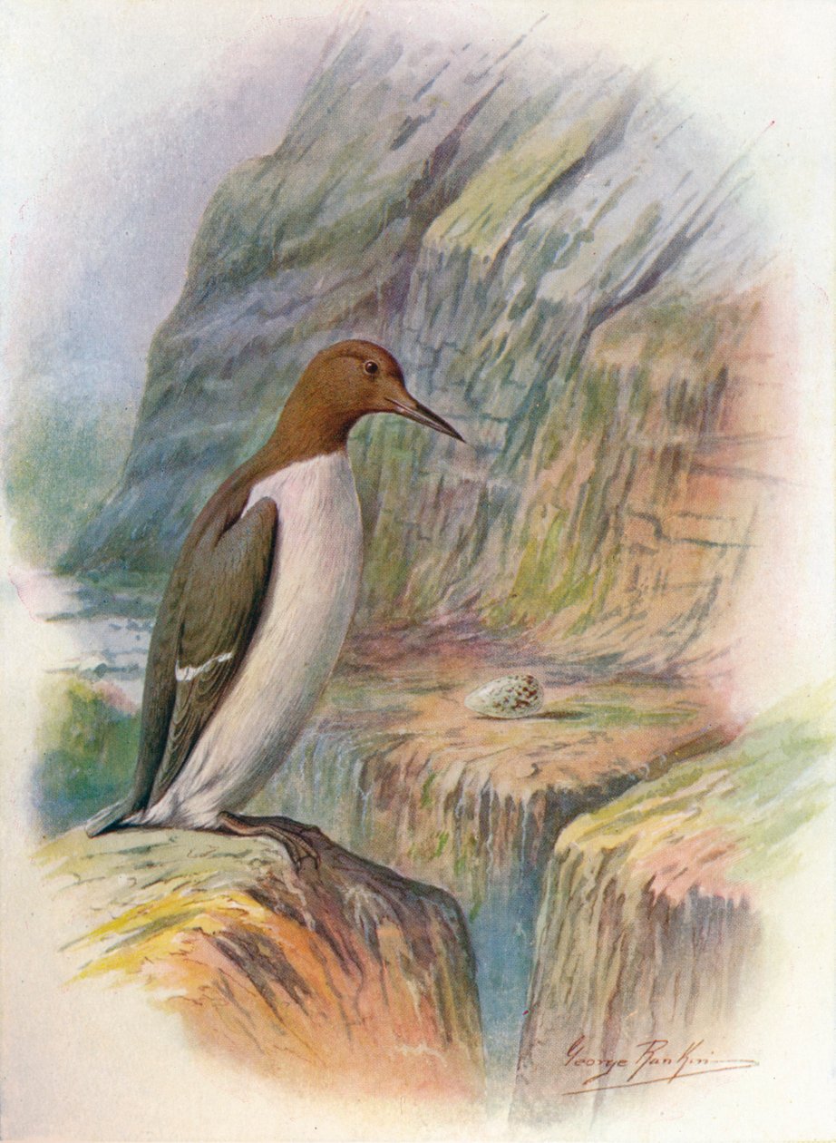 Lumme - Uria troile, ca. 1910 von George James Rankin