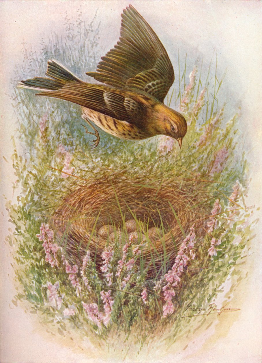 Wiesenpieper oder Titlark - Anthus pratensis, um 1910 von George James Rankin