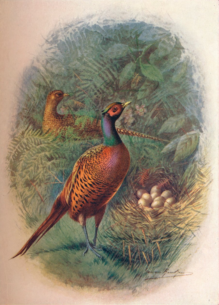 Fasan - Phasianus colchicus, um 1910 von George James Rankin