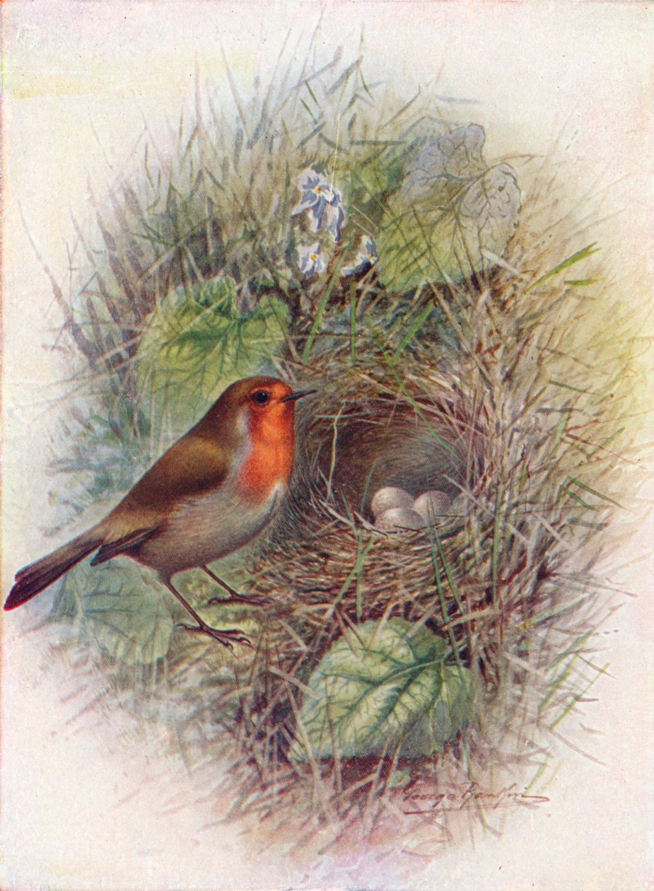 Rotkehlchen oder Robin - Erithacus rubecula von George James Rankin