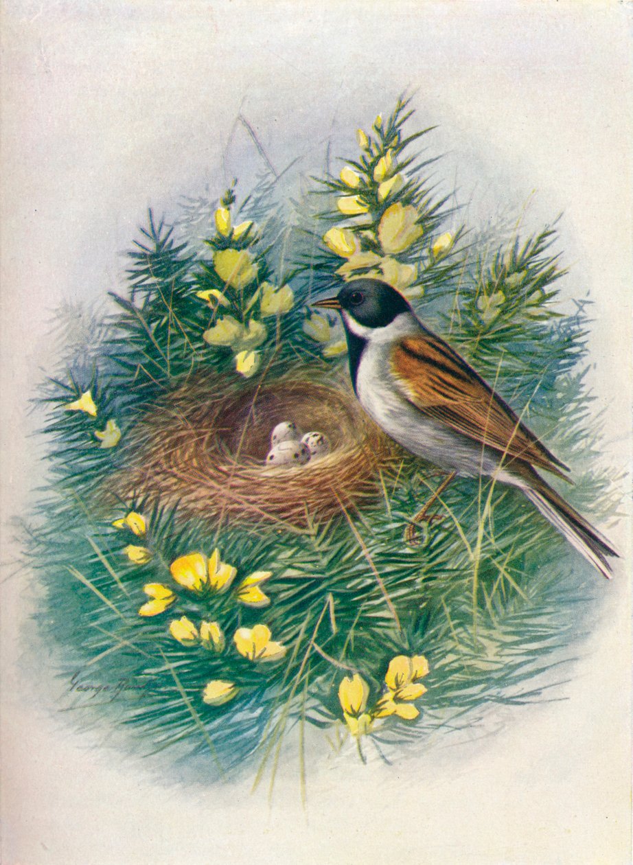 Rohrammer - Embriza schoeniclus von George James Rankin