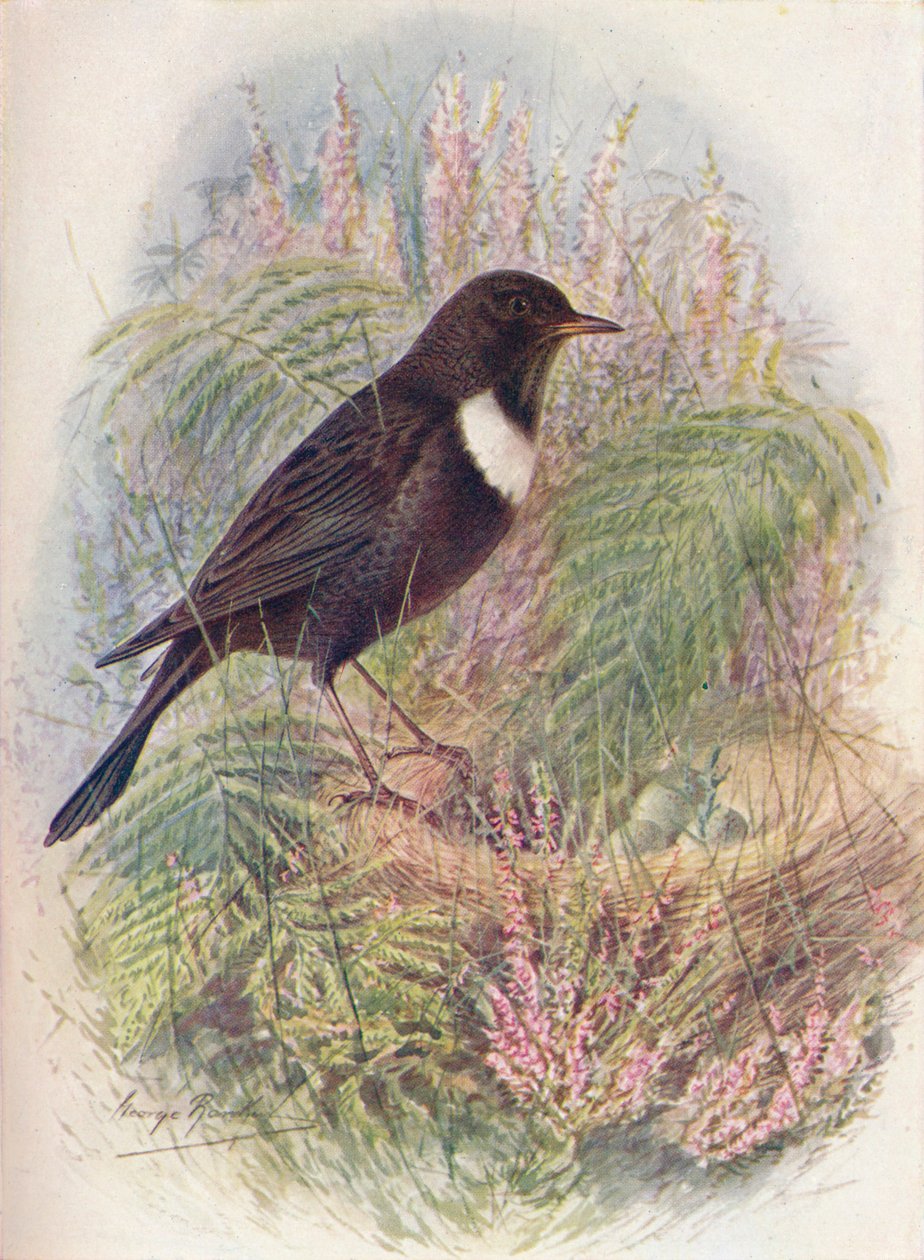 Ringdrossel - Turdus torquatus von George James Rankin