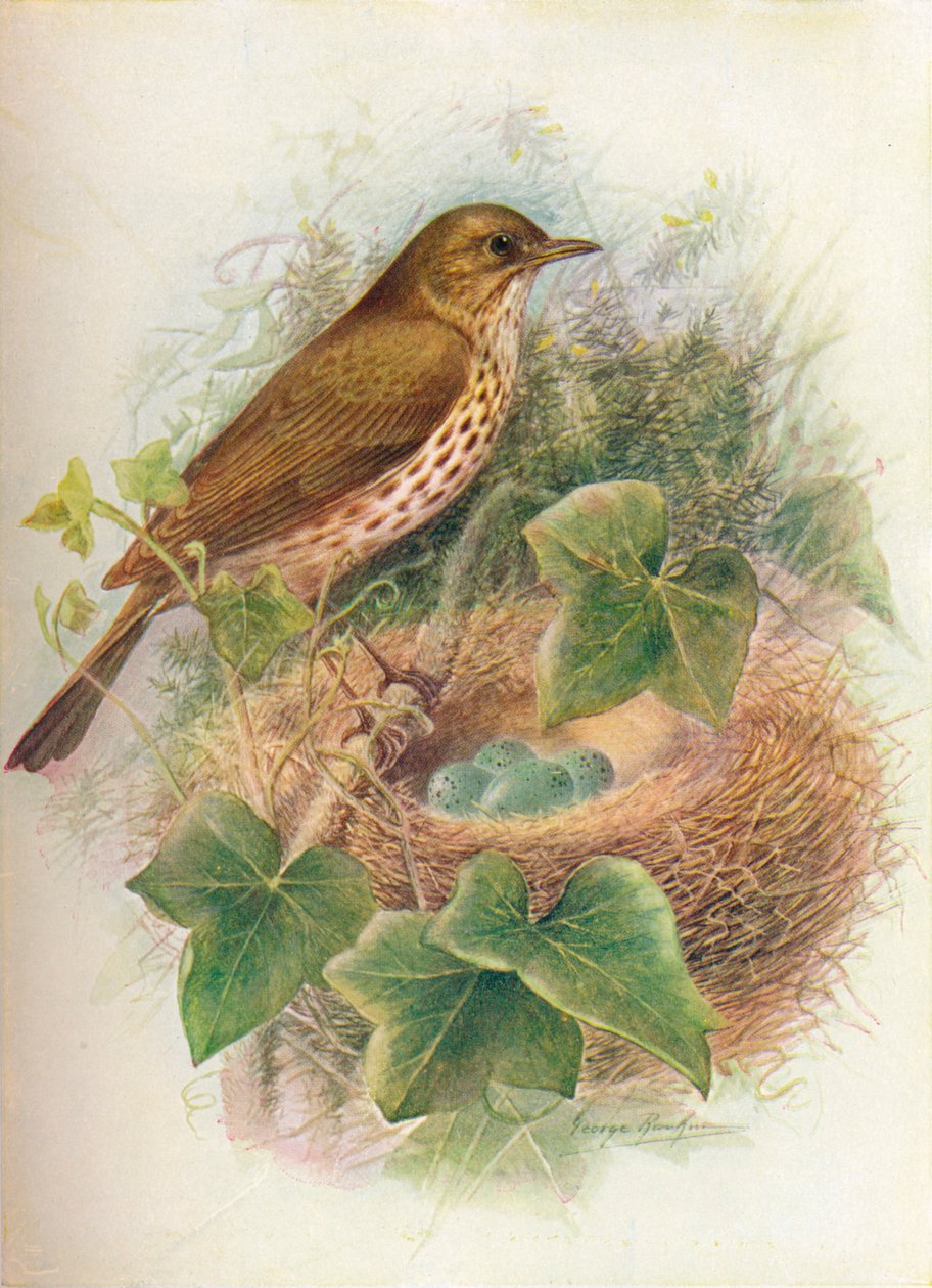 Singdrossel oder Mavis - Turdus musicus von George James Rankin