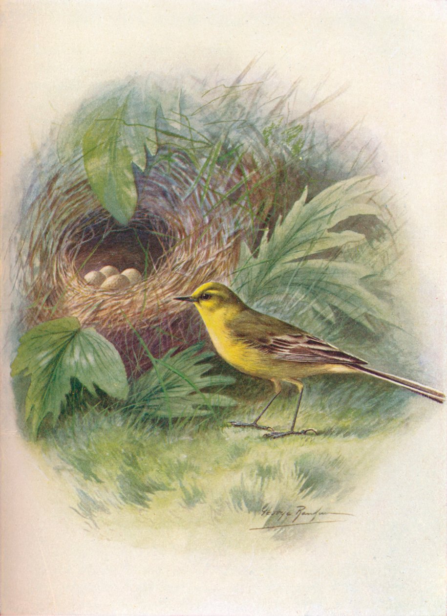 Schafstelze - Motacilla raii von George James Rankin