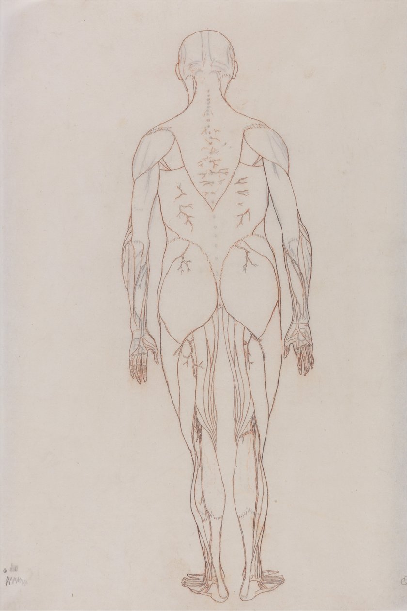 Vergleichende anatomische Darstellung der Struktur des menschlichen Körpers mit der eines Tigers und eines gewöhnlichen Huhns: Menschliche Figur, Rückansicht (Umrisszeichnung) von George Stubbs