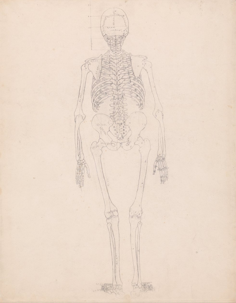 Vergleichende anatomische Darstellung der Struktur des menschlichen Körpers mit der eines Tigers und eines gewöhnlichen Huhns: Menschliches Skelett, Rückansicht von George Stubbs
