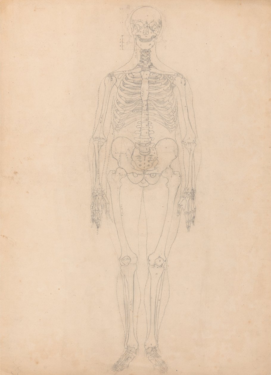 Vergleichende anatomische Darstellung der Struktur des menschlichen Körpers mit der eines Tigers und eines gewöhnlichen Huhns: Menschliches Skelett, Vorderansicht von George Stubbs