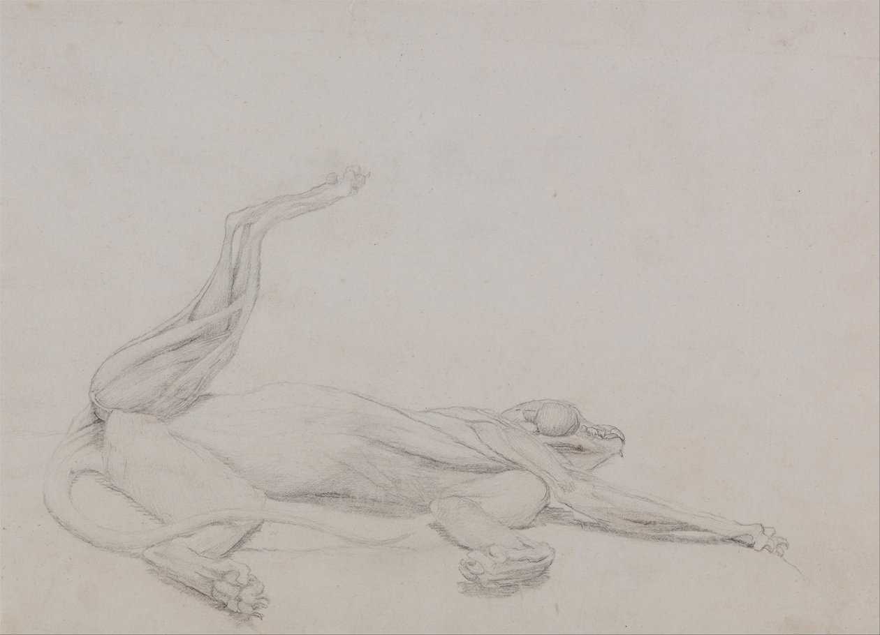 Vergleichende anatomische Darstellung der Struktur des menschlichen Körpers mit der eines Tigers und eines gewöhnlichen Huhns: Tigerkörper, liegend, ventral betrachtet von George Stubbs