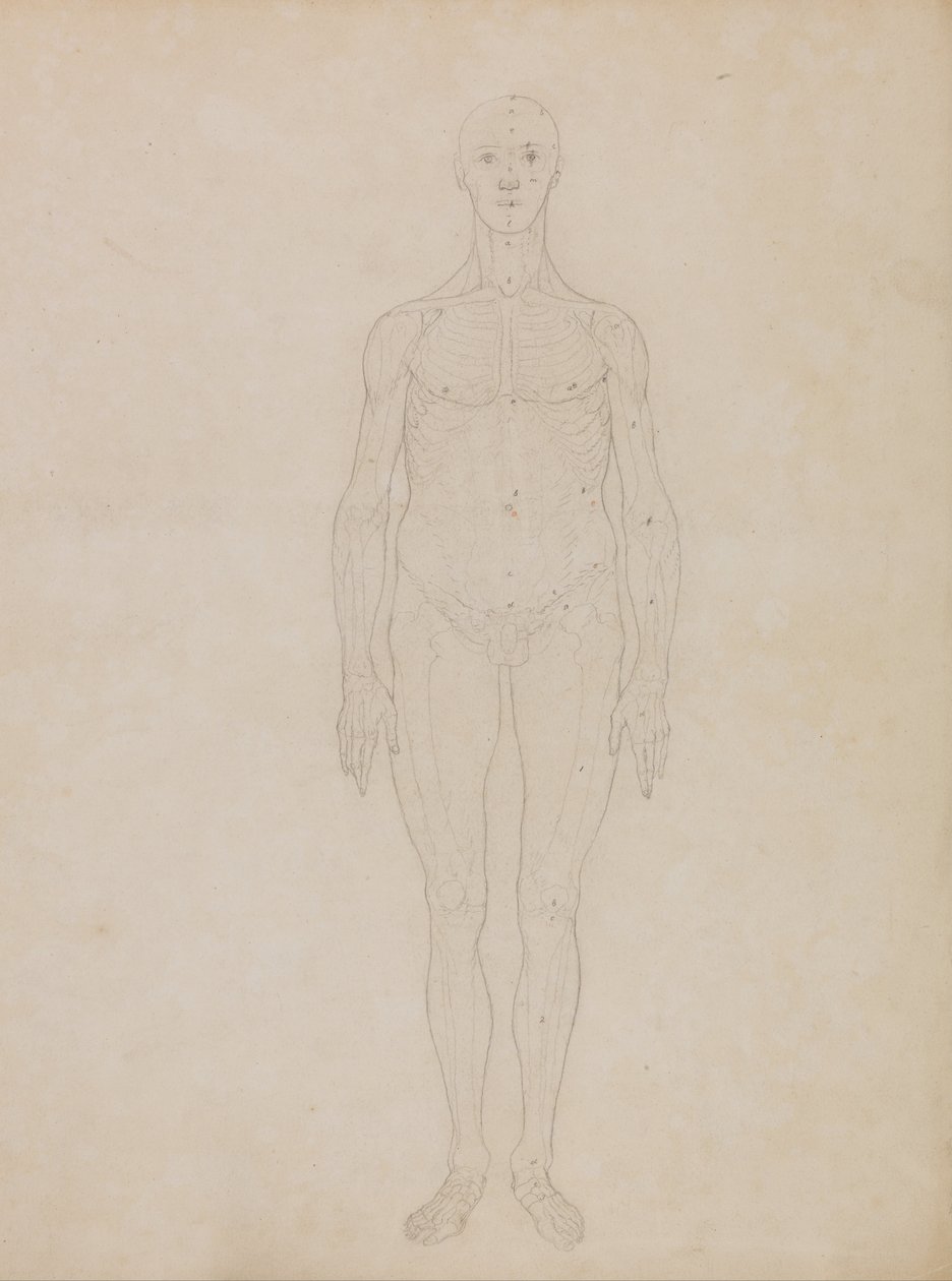 Vergleichende anatomische Darstellung der Struktur des menschlichen Körpers mit der eines Tigers und eines Haushuhns: Studie der menschlichen Figur, Vorderansicht (Wahrscheinlich in Bezug auf Tafel XI) von George Stubbs