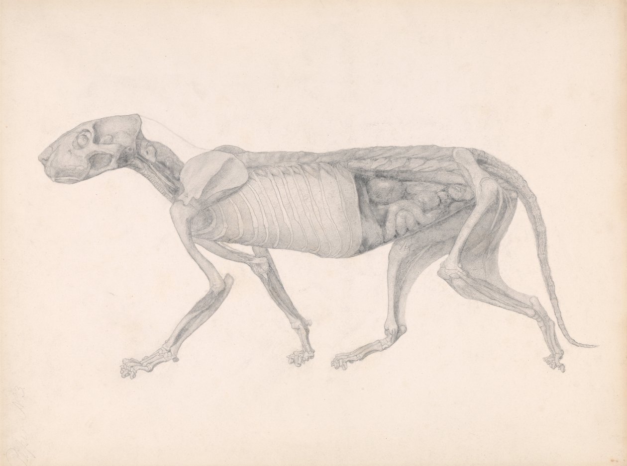 Vergleichende anatomische Darstellung der Struktur des menschlichen Körpers mit der eines Tigers und eines gewöhnlichen Huhns: Tigerkörper, Seitenansicht (Studie für eine unveröffentlichte Tafel; zeigt ein spätes Stadium der Präparation) von George Stubbs