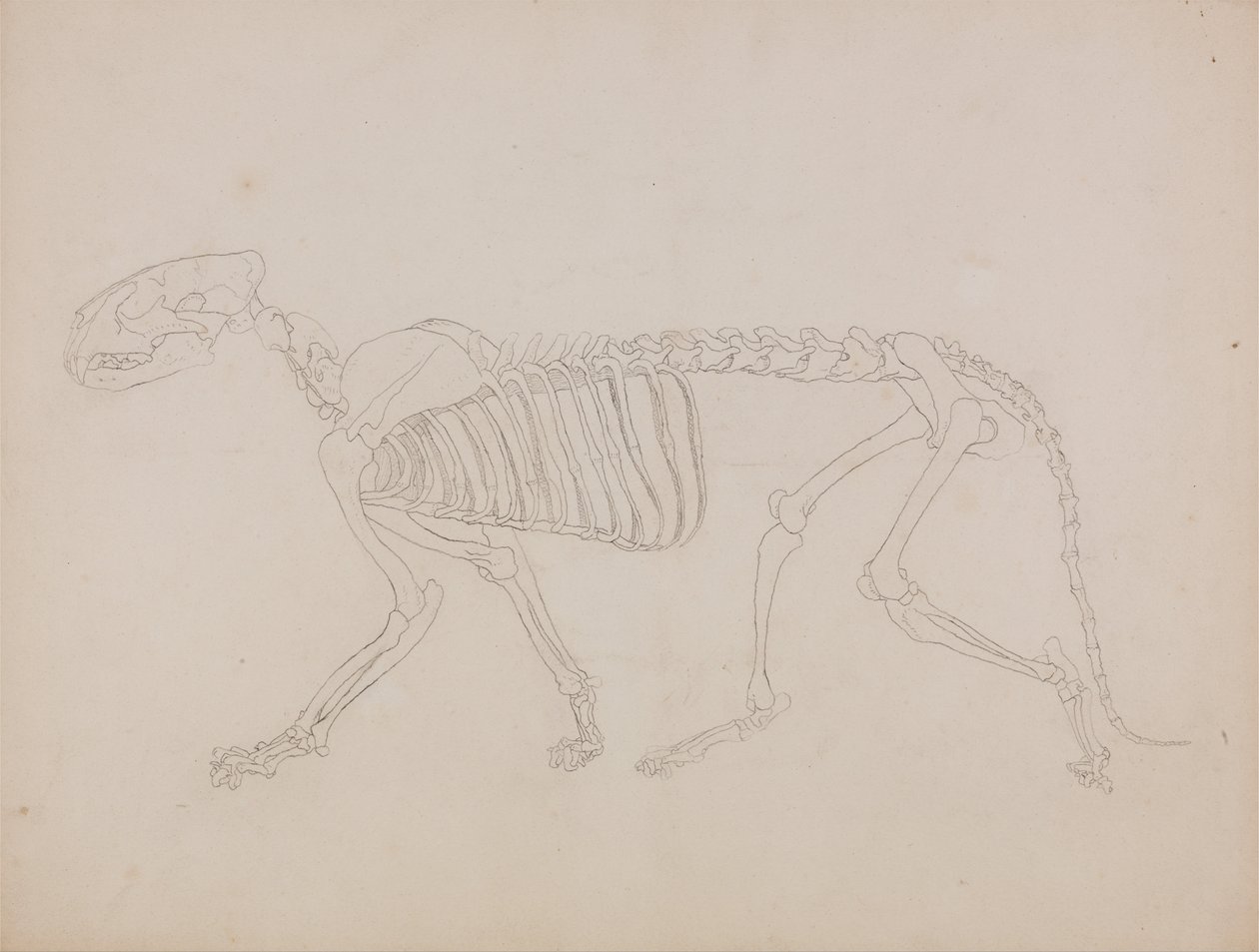 Vergleichende anatomische Darstellung des menschlichen Körpers mit einem Tiger und einem Haushuhn: Tigerskelett, Seitenansicht von George Stubbs