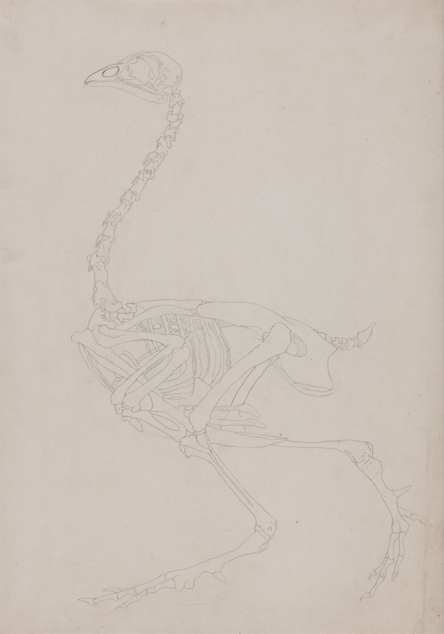 Eine vergleichende anatomische Darstellung der Struktur des menschlichen Körpers mit der eines Tigers und eines gewöhnlichen Huhns: Huhnskelett, Seitenansicht von George Stubbs