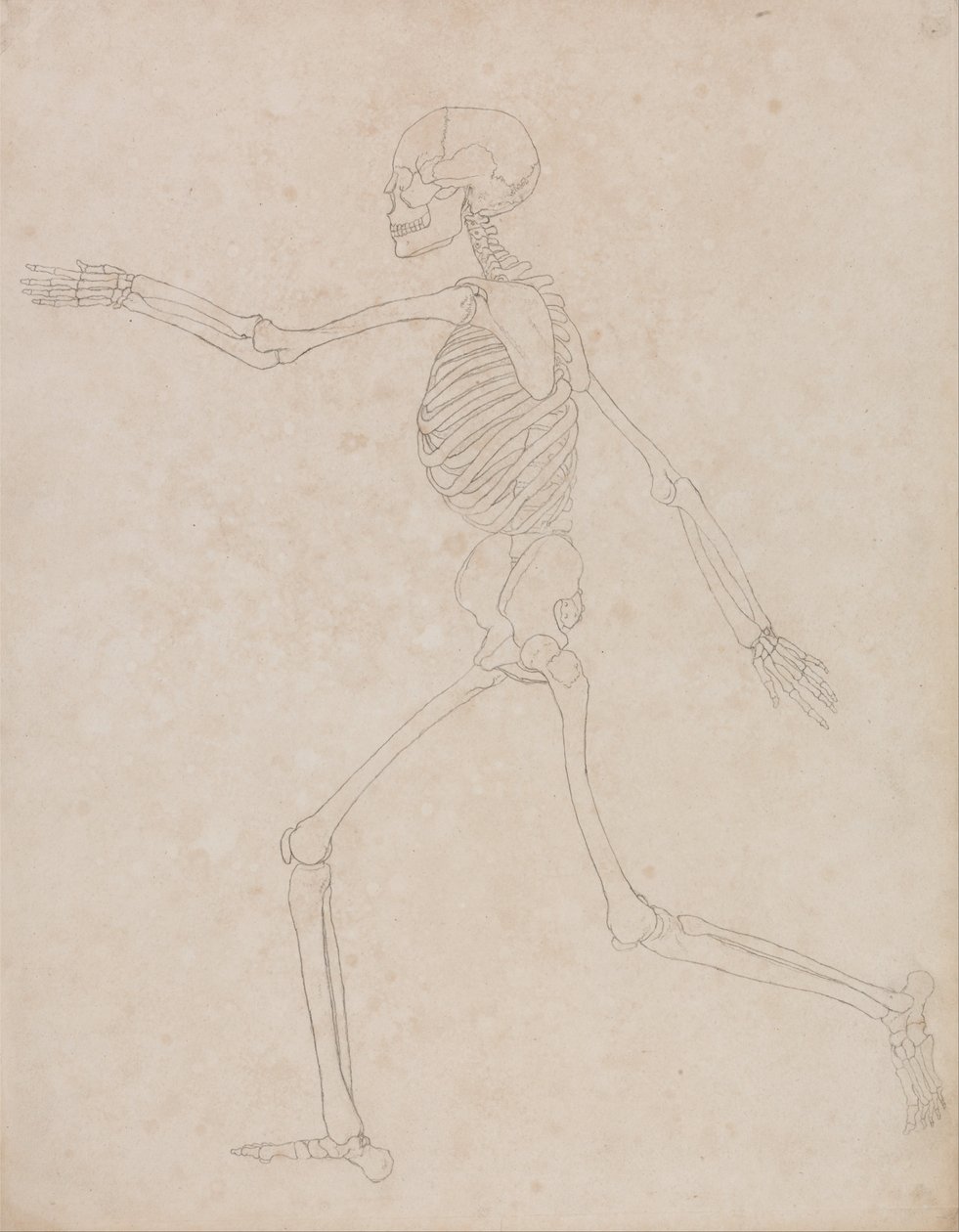 Vergleichende anatomische Darstellung der Struktur des menschlichen Körpers mit der eines Tigers und eines gewöhnlichen Huhns: Menschliches Skelett, Seitenansicht von George Stubbs