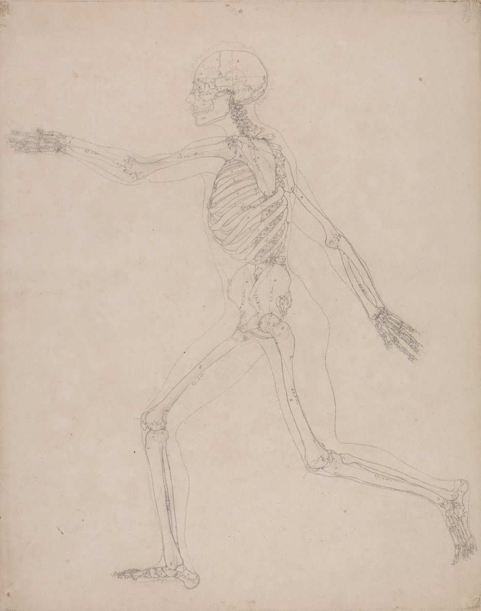Vergleichende anatomische Darstellung der Struktur des menschlichen Körpers mit der eines Tigers und eines gewöhnlichen Huhns: Menschliches Skelett, Seitenansicht von George Stubbs