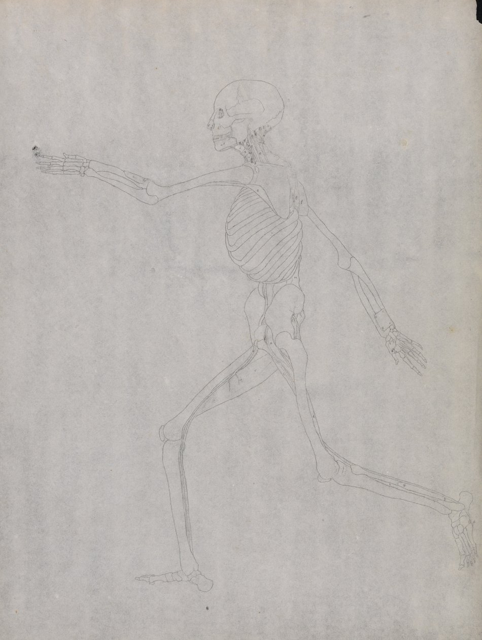 Vergleichende anatomische Darstellung der Struktur des menschlichen Körpers mit der eines Tigers und eines gewöhnlichen Vogels: Menschliche Figur, Seitenansicht von George Stubbs