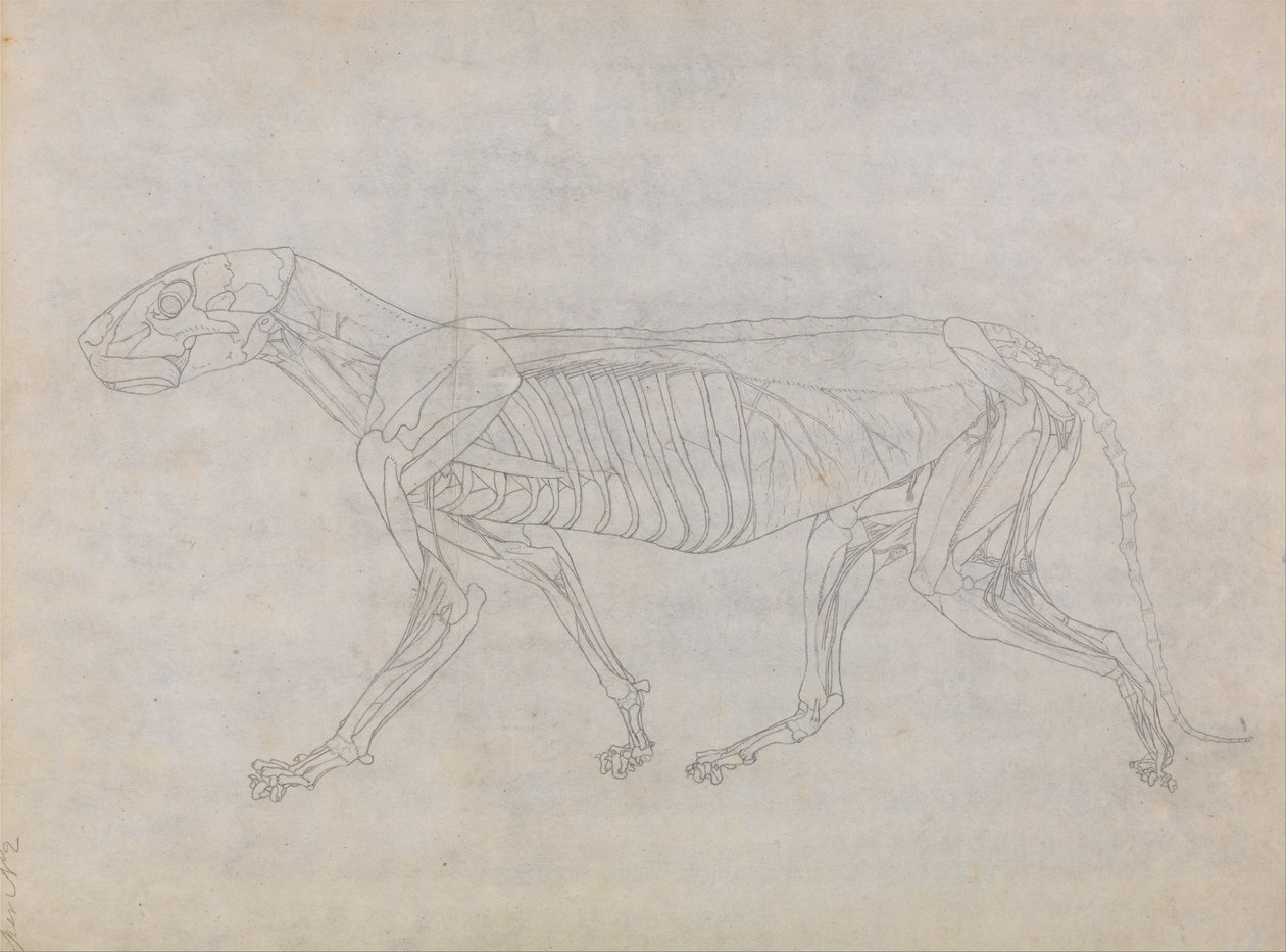 Vergleichende anatomische Darstellung der Struktur des menschlichen Körpers mit der eines Tigers und eines gewöhnlichen Vogels: Tigerkörper, Seitenansicht von George Stubbs