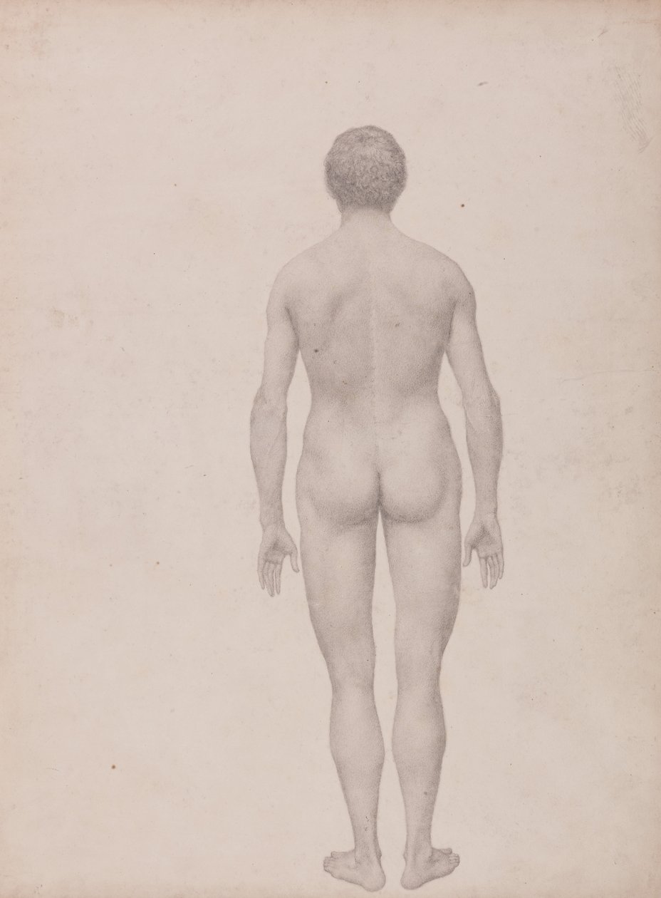 Vergleichende anatomische Darstellung der Struktur des menschlichen Körpers mit der eines Tigers und eines gewöhnlichen Huhns: Menschliche Figur, Rückansicht (unzerlegt) von George Stubbs