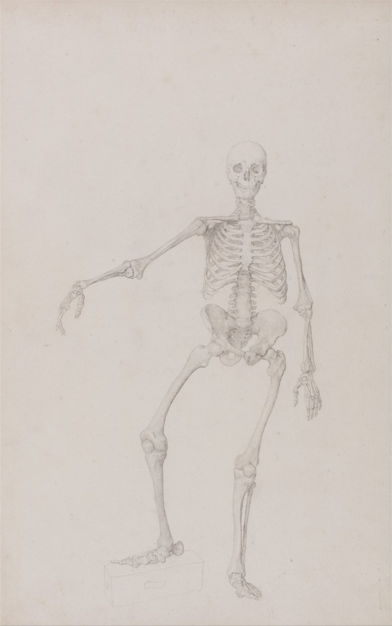 Vergleichende anatomische Darstellung der Struktur des menschlichen Körpers mit der eines Tigers und eines gewöhnlichen Huhns: Menschliches Skelett, Vorderansicht (rechter Arm ausgestreckt) von George Stubbs