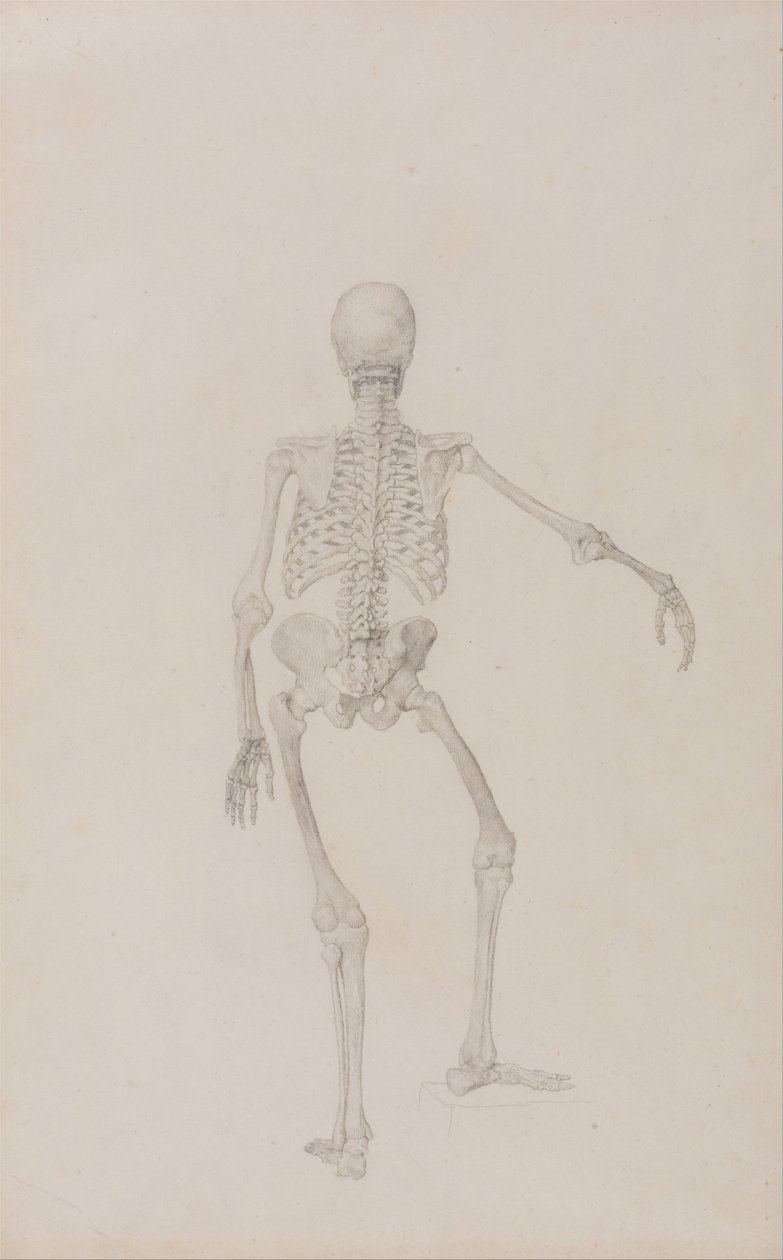 Vergleichende anatomische Darstellung der Struktur des menschlichen Körpers mit der eines Tigers und eines gewöhnlichen Huhns: Menschliches Skelett, Rückansicht (rechter Arm ausgestreckt) von George Stubbs