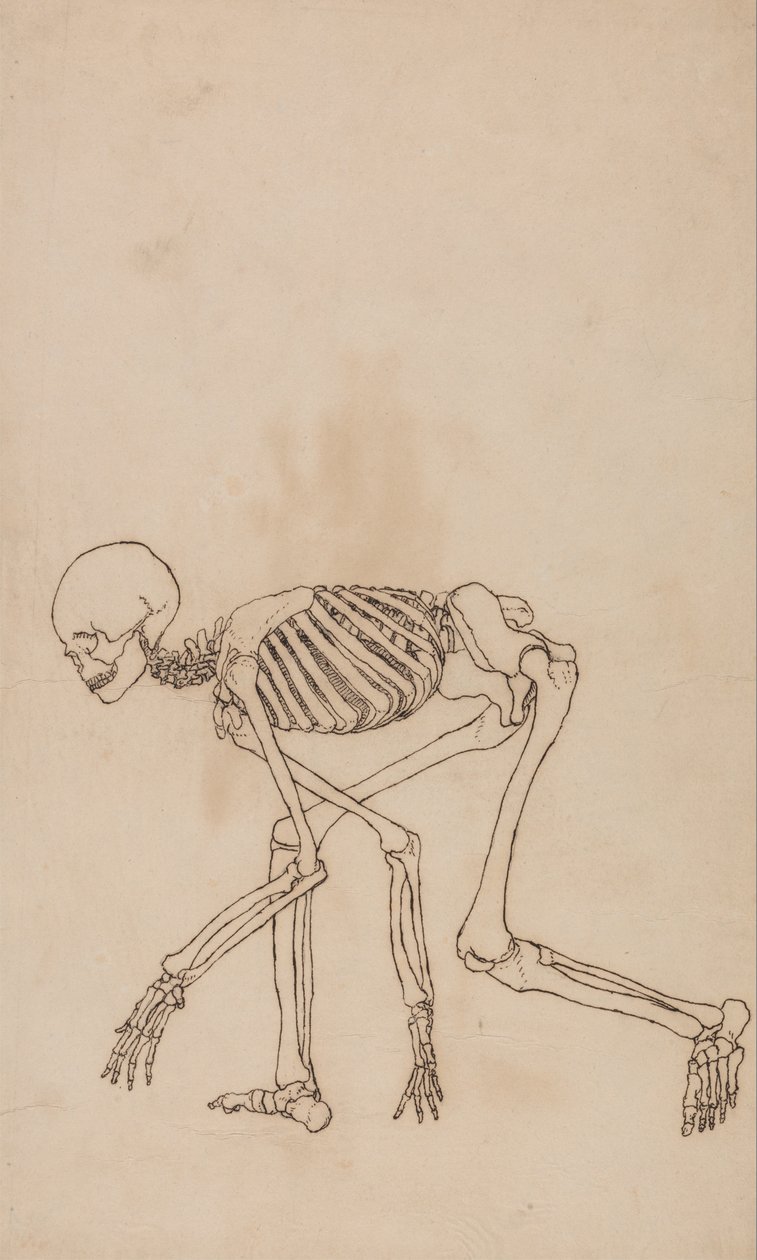 Vergleichende anatomische Darstellung der Struktur des menschlichen Körpers mit der eines Tigers und eines gewöhnlichen Huhns: Menschliches Skelett, Seitenansicht von George Stubbs