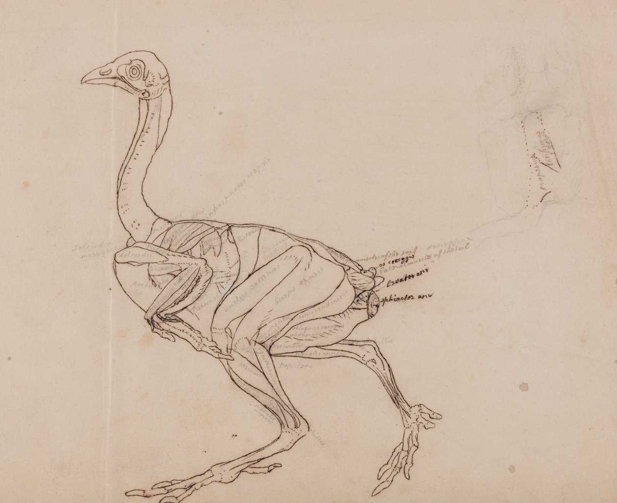 Vergleichende anatomische Darstellung der Struktur des menschlichen Körpers mit der eines Tigers und eines gewöhnlichen Huhns: Dorking-Hühnerkörper, Seitenansicht (Umrisszeichnung der Muskeln) von George Stubbs