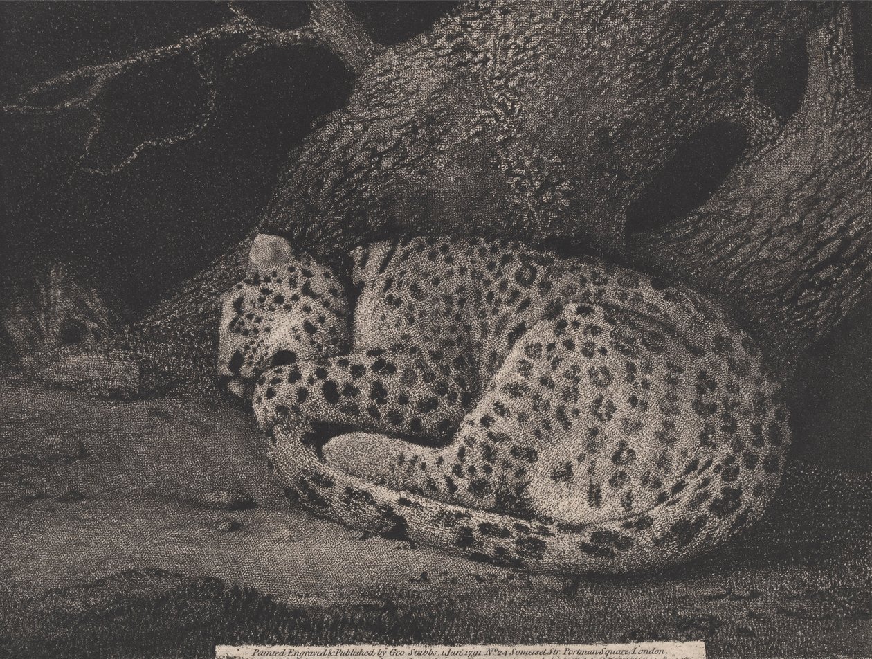 Ein schlafender Leopard, vom Künstler graviert, veröffentlicht 1791 (Radierung) von George Stubbs