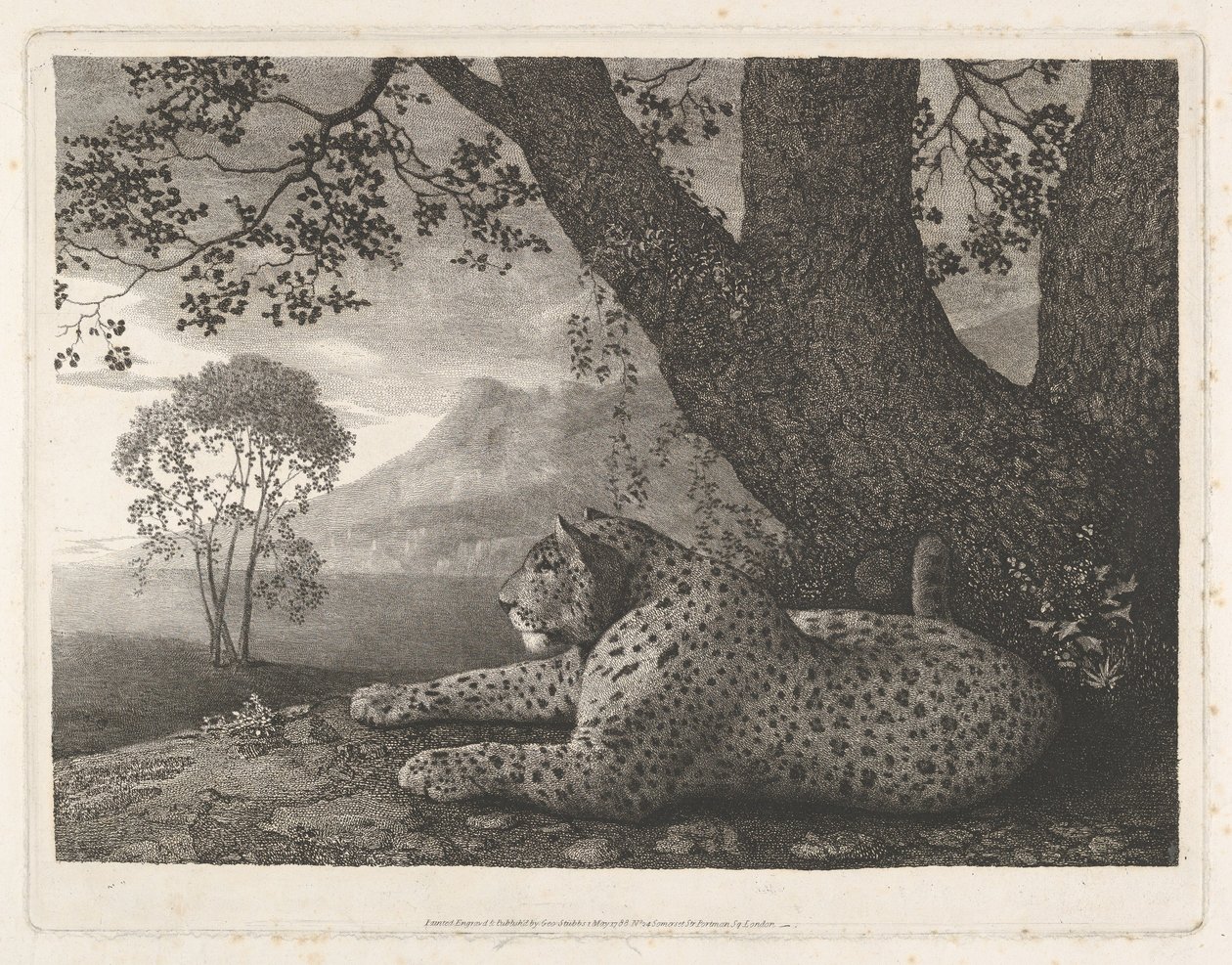 Ein Tiger (ein liegender Leopard an einem Baum) von George Stubbs