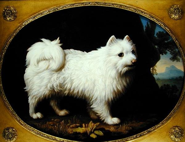 Ein weißer Spitz, ca. 1770 von George Stubbs
