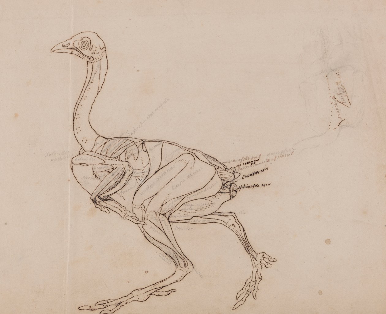 Dorking-Hühnerkörper, Seitenansicht (Umrisszeichnung der Muskeln) von George Stubbs