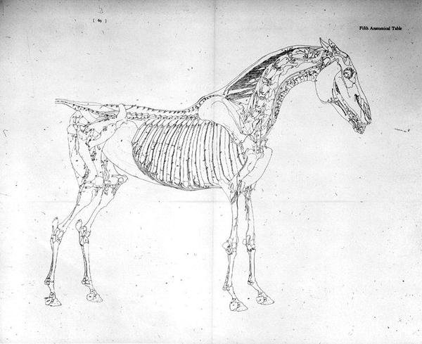 Fünfte anatomische Tafel aus 