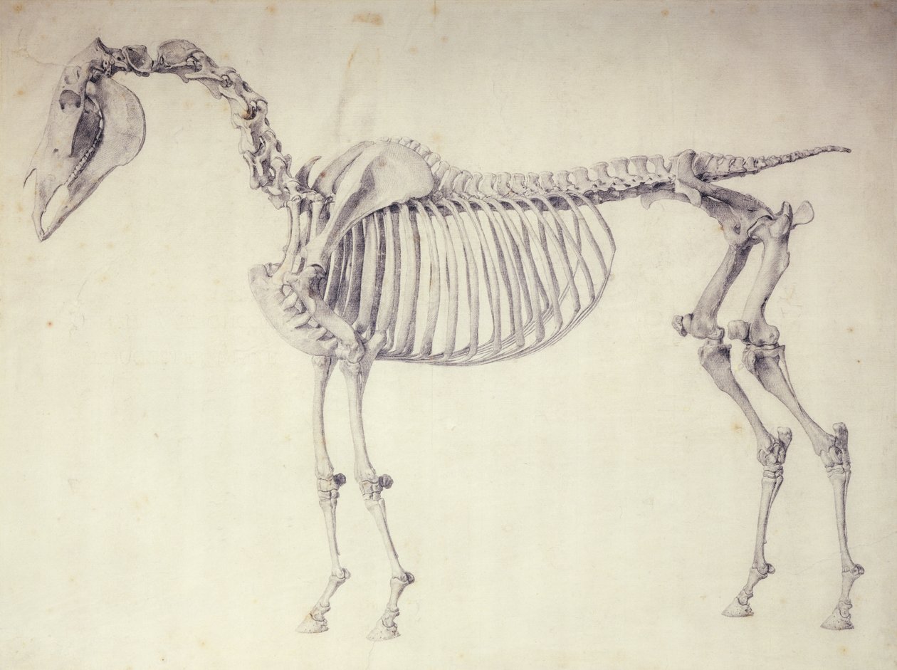 Fünfter Anatomietisch, aus 