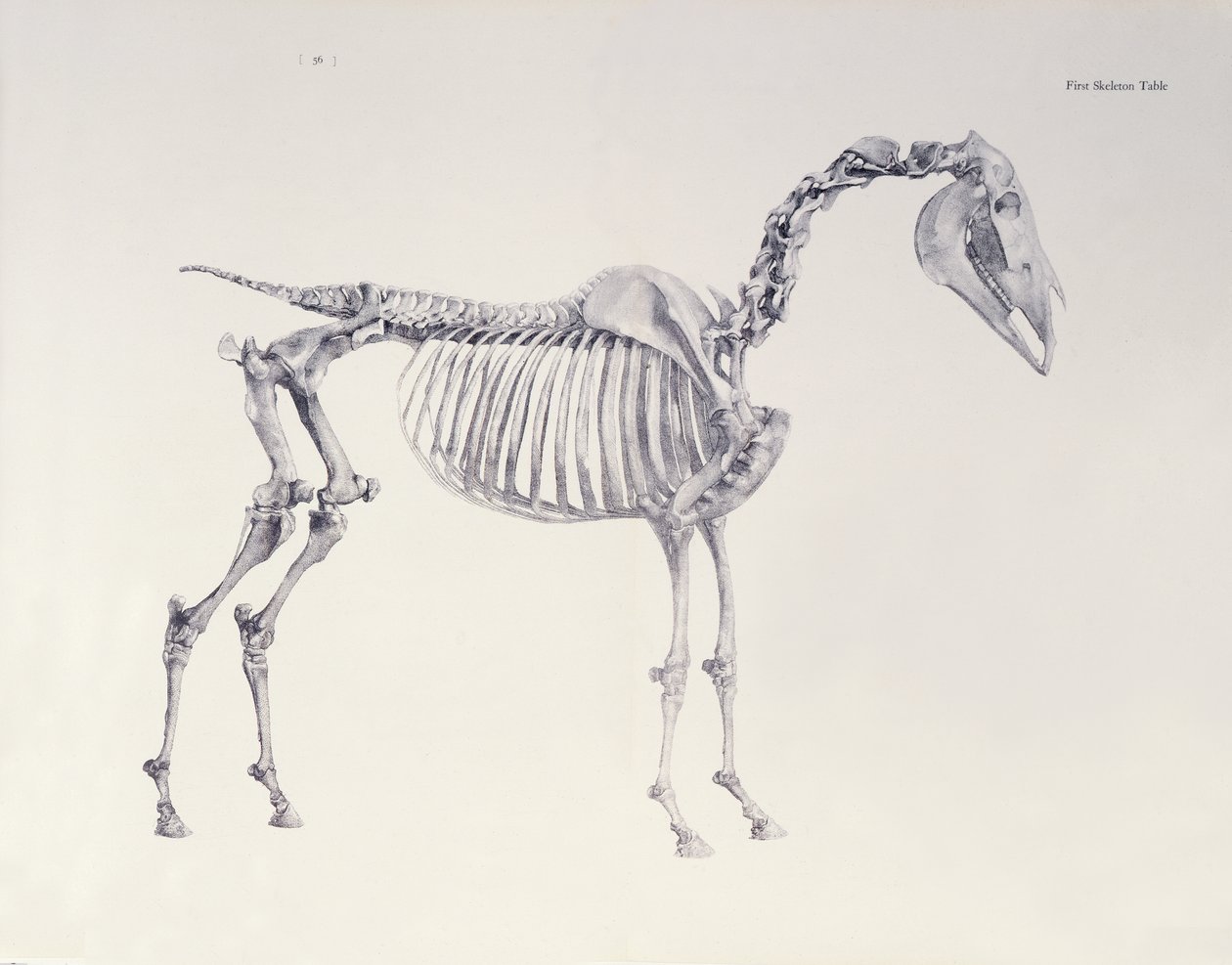 Erster Skelett-Tisch, aus Die Anatomie des Pferdes von George Stubbs
