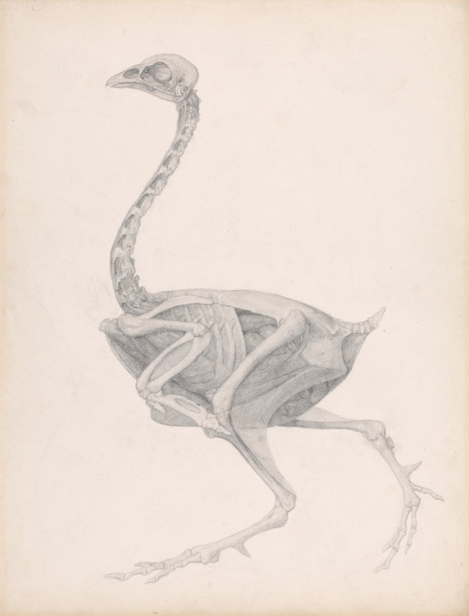 Vogelkörper, Seitenansicht (Hochdetaillierte Studie für einen unveröffentlichten Tisch; zeigt das letzte Stadium der Dissektion) von George Stubbs