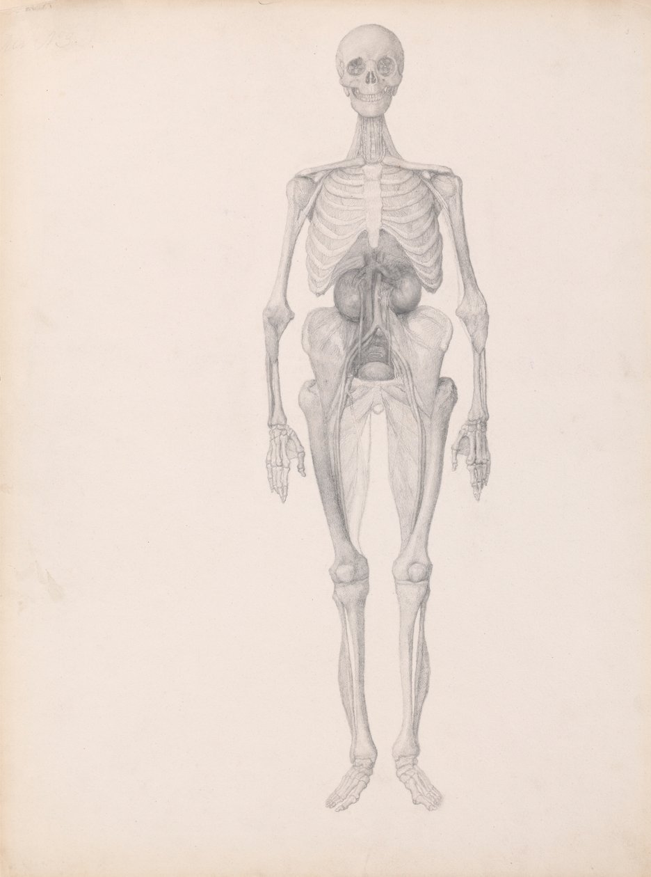 Menschliche Figur, Vorderansicht (Fertige Studie des letzten Stadiums der Präparation) von George Stubbs