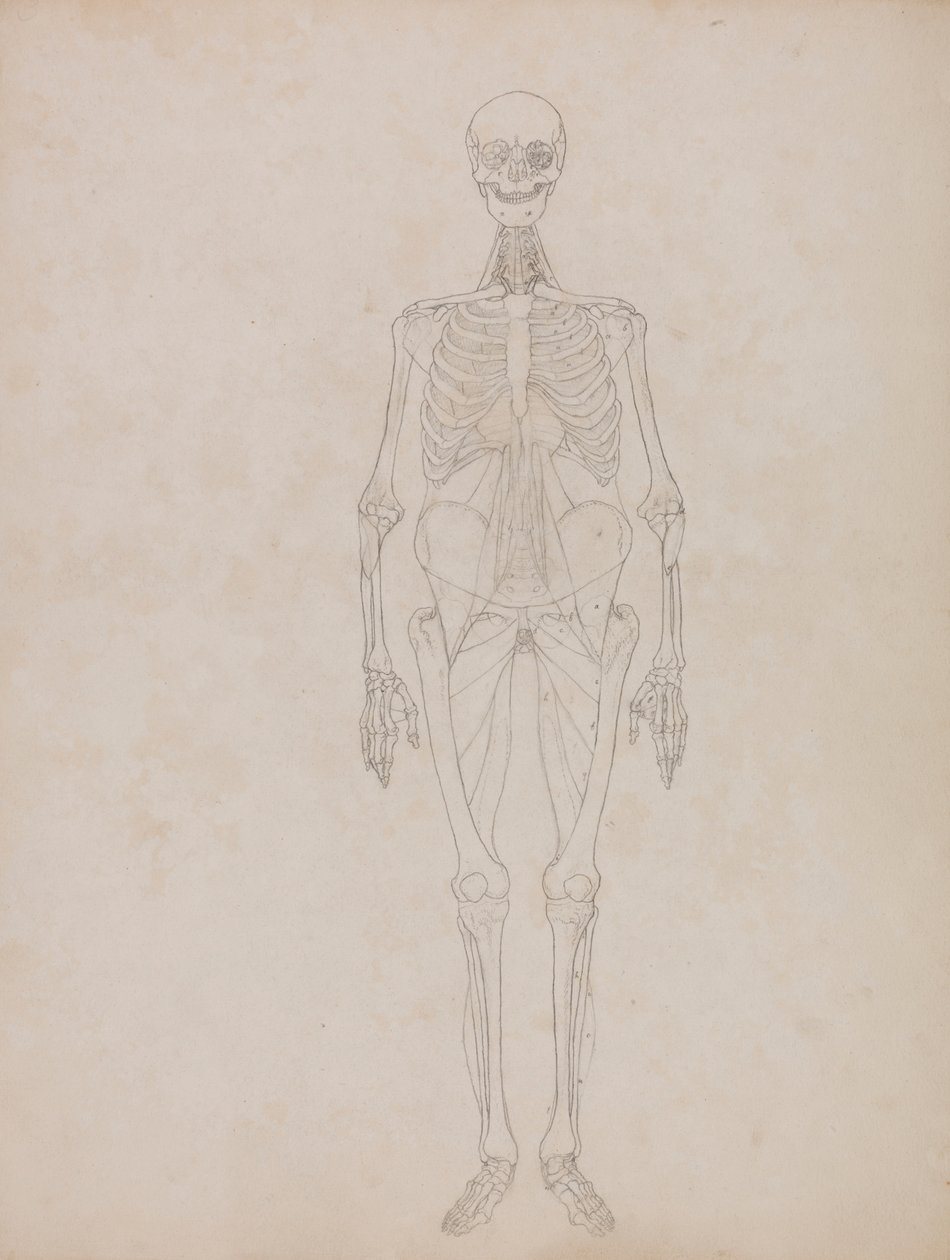 Menschliche Figur, Vorderansicht (Umrissfigur) von George Stubbs