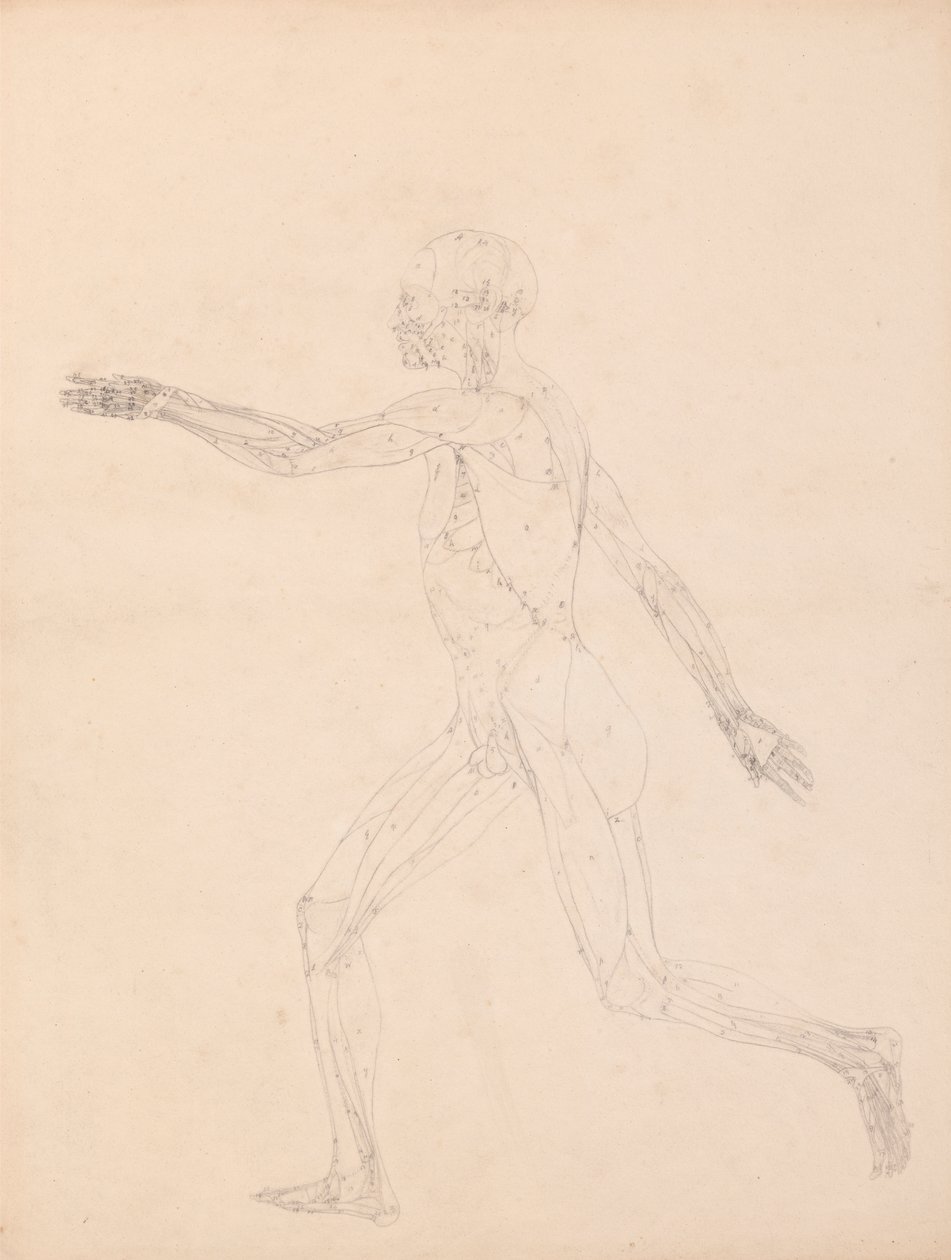 Menschliche Figur, Seitenansicht (für die Schlüsselfigur zu Tabelle XIII) von George Stubbs