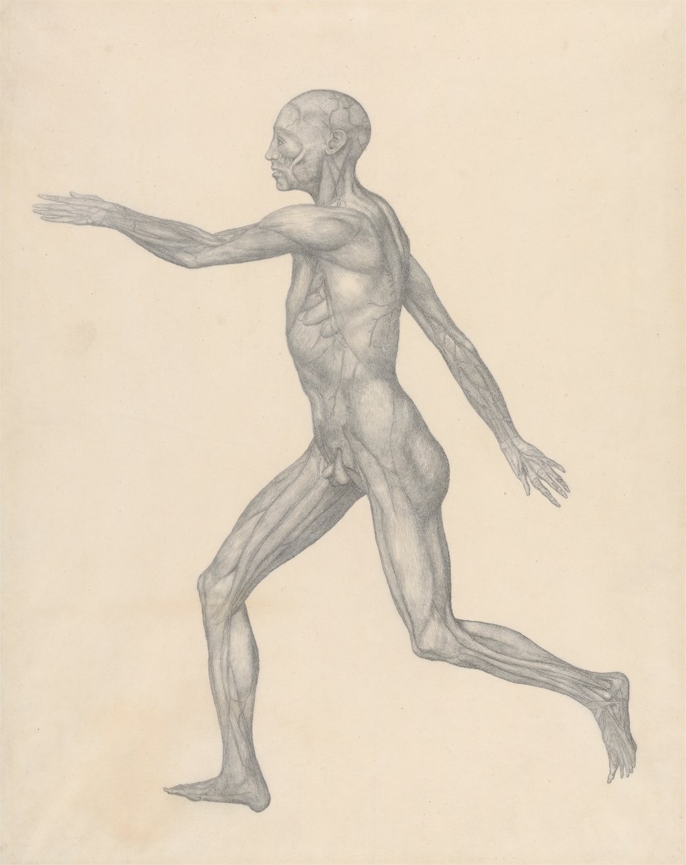 Menschliche Figur, Seitenansicht, nach Entfernung der Haut und der darunter liegenden Faszienschichten (Fertige Studie für Tabelle XIII) von George Stubbs