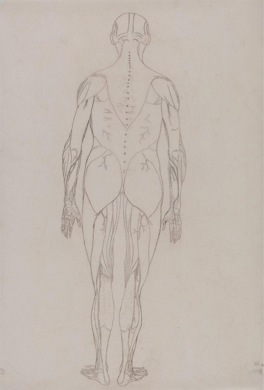 Menschliche Figur, Rückansicht (Umrisszeichnung für Schlüsselfigur zu Tafel XII) von George Stubbs