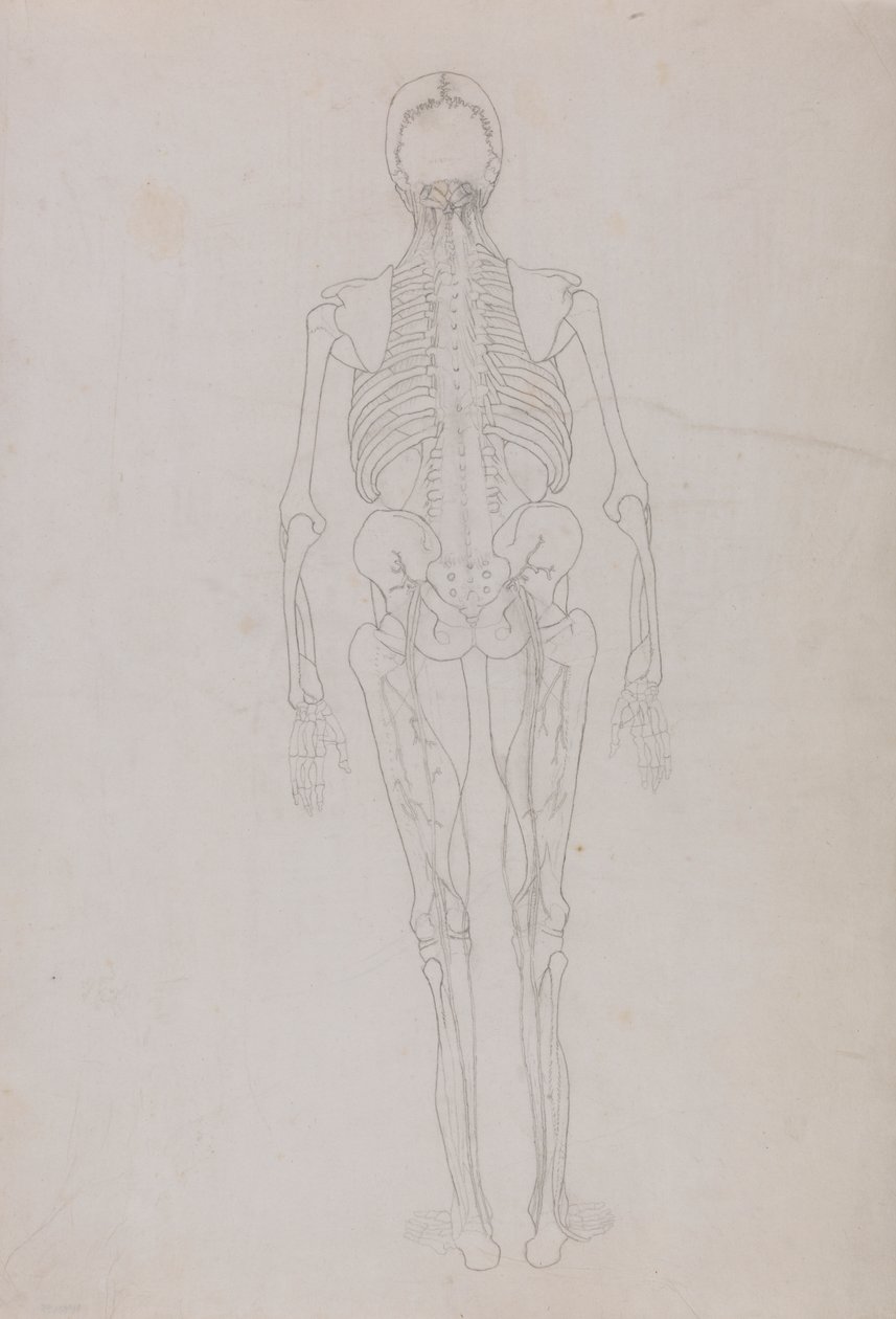 Menschliche Figur, Rückansicht (Umrisszeichnung für eine Schlüsselfigur, die das Endstadium der Dissektion zeigt) von George Stubbs
