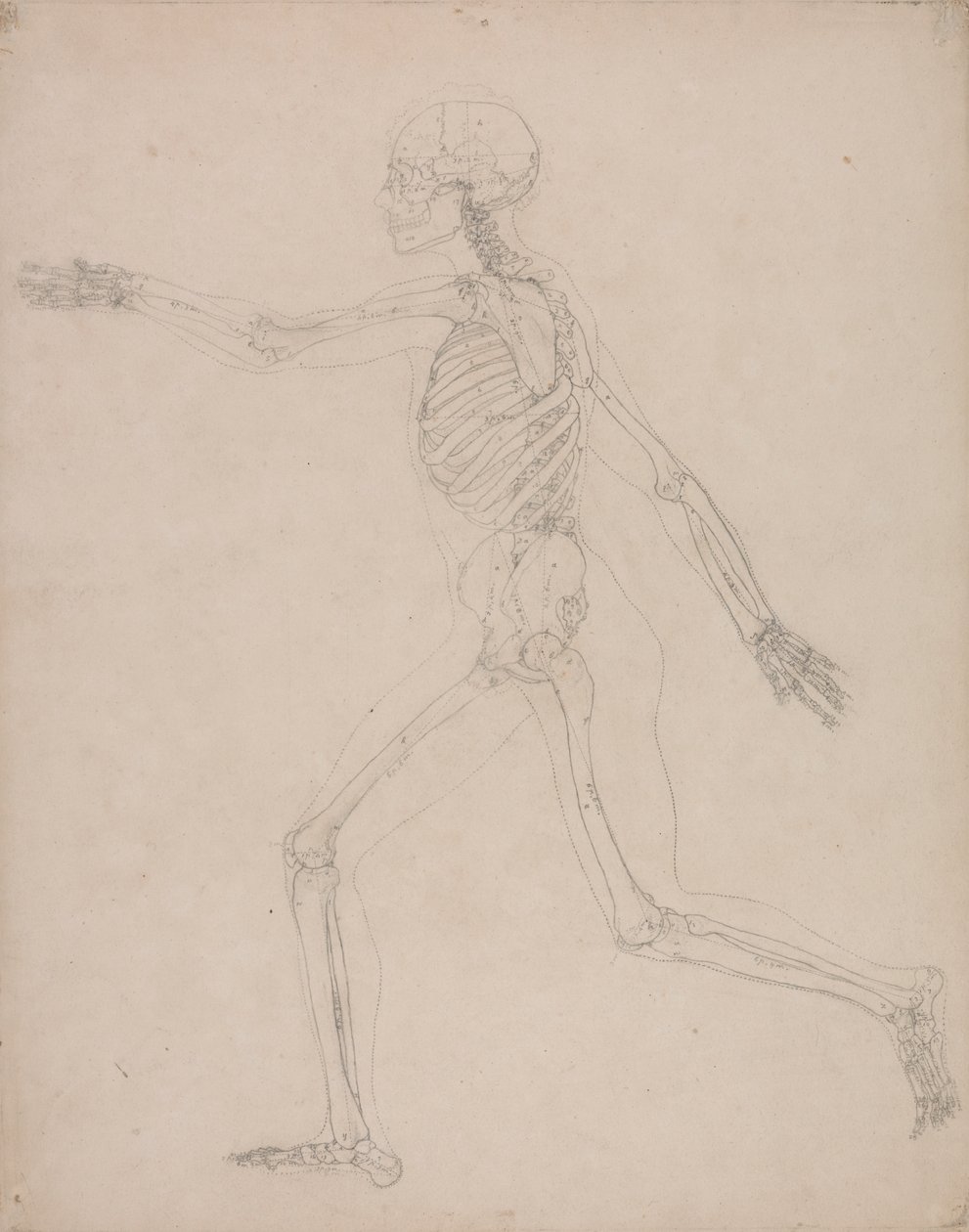 Menschliches Skelett, Seitenansicht von George Stubbs