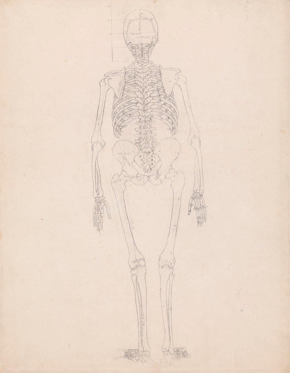 Menschliches Skelett, Rückansicht von George Stubbs