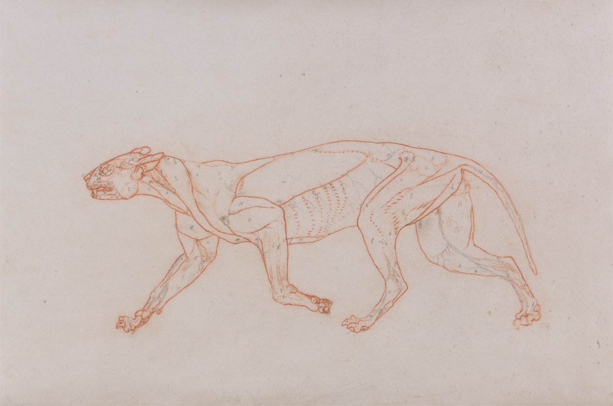 Leopardenkörper, Seitenansicht von George Stubbs
