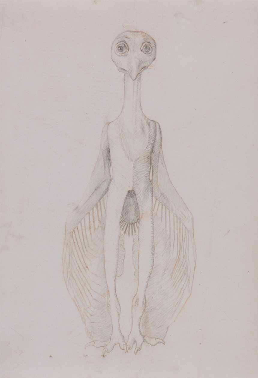 Eule stehend, Vorderansicht von George Stubbs