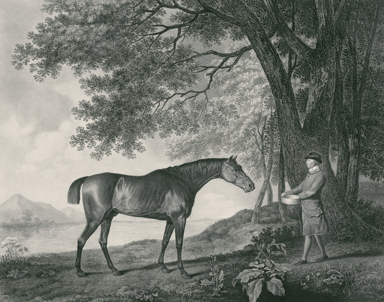 Sharke, graviert von George Townley Stubbs, veröffentlicht 1794 (Radierung) von George Stubbs