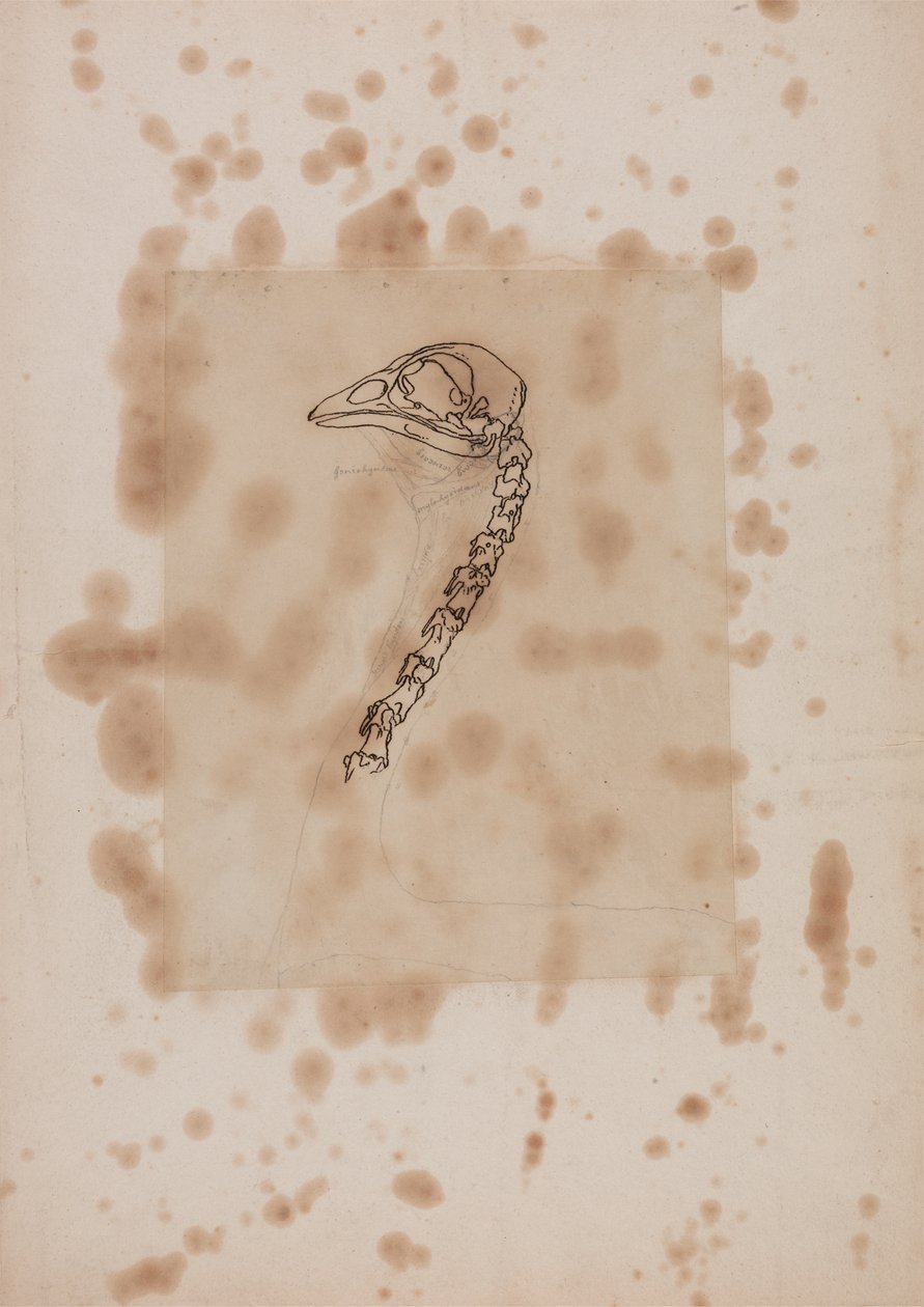 Studie eines Huhnkopfs und Halses, Seitenansicht, aus Ein Vergleichender Anatomischer Exposition der Struktur des menschlichen Körpers mit der eines Tigers und eines gewöhnlichen Huhns, 1795-1806 von George Stubbs