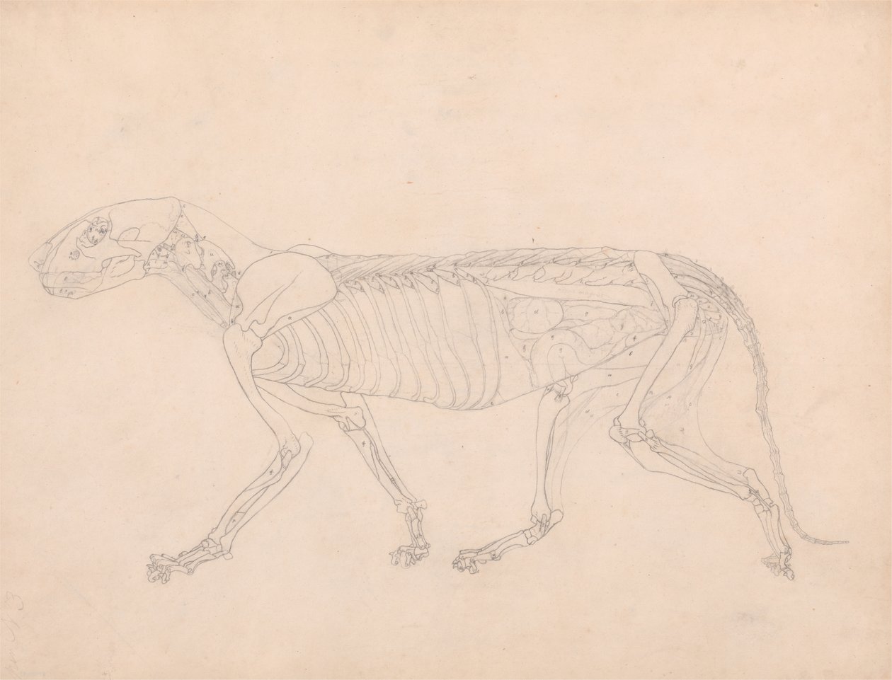 Studie eines Tigers, Seitenansicht, Bauchorgane freigelegt, aus Einem Vergleichenden Anatomischen Exposé der Struktur des menschlichen Körpers mit dem eines Tigers und eines gewöhnlichen Huhns, ca. 1795-1806 von George Stubbs
