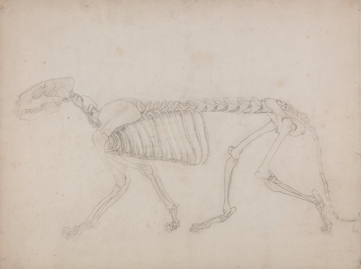 Studie eines Tigers, Seitenansicht, aus Einem Vergleichenden Anatomischen Exposé der Struktur des menschlichen Körpers mit dem eines Tigers und eines gewöhnlichen Huhns, 1795-1806 von George Stubbs