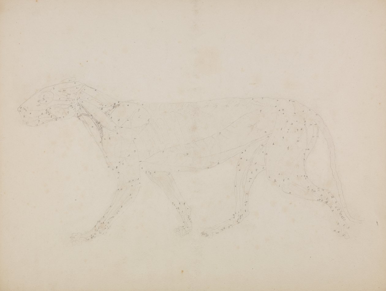 Studie eines Tigers, Seitenansicht, aus 
