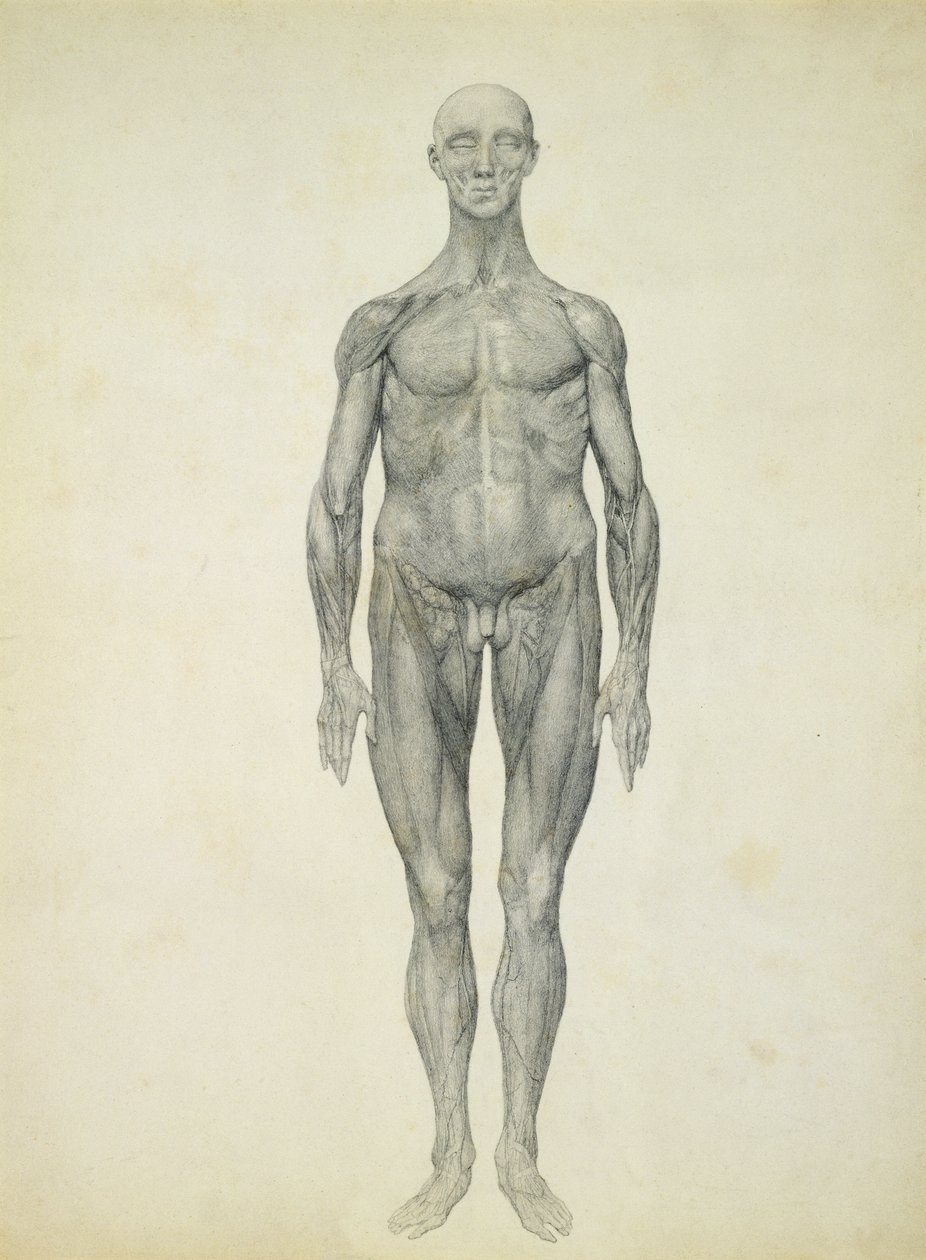 Die menschliche Figur, vordere Ansicht, aus der Serie 
