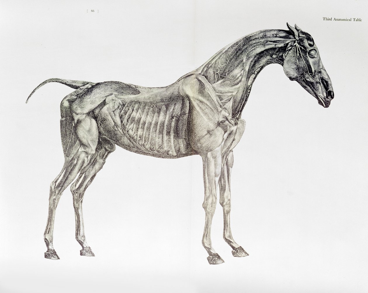 Dritte anatomische Tafel, aus 